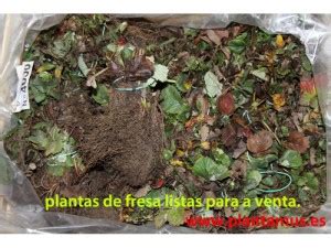 Plantas de fresas a la venta online en Plantamus , envíos ...