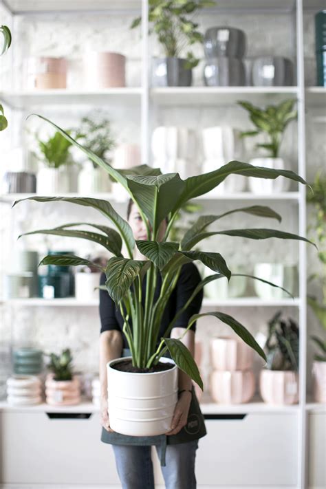 Plantas de interior: 8 ideas para decorar el hogar ...