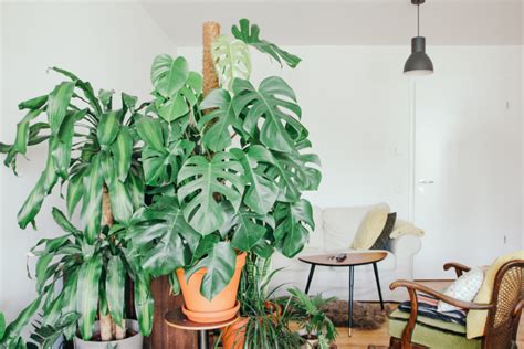 Plantas de interior: as melhores espécies para ter em casa ...