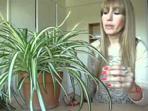 Plantas de Interior   Cintas   Cuidados   YouTube