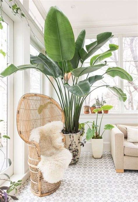Plantas de interior: Cómo decorar con plantas [FOTOS ...