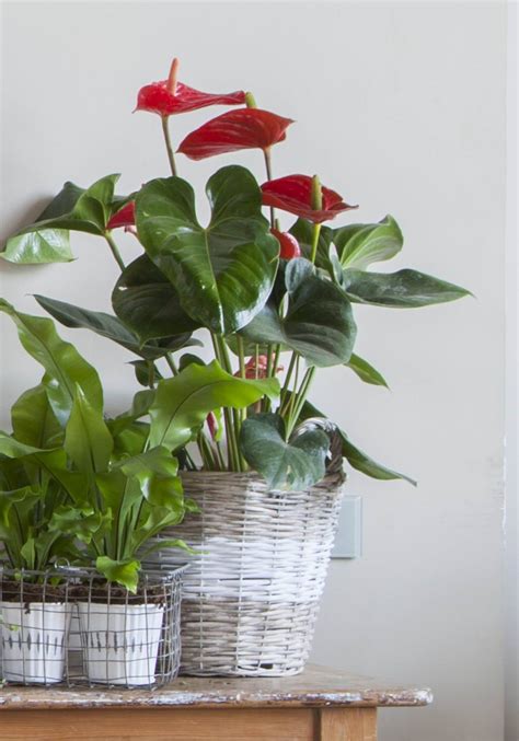 Plantas de interior con flor resistentes para llenar tu ...