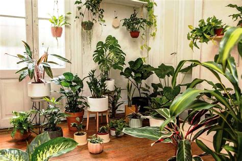 Plantas de interior: cuáles elegir para tu casa   Mendoza Post