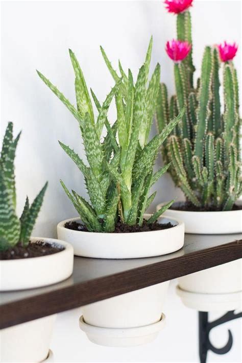 plantas de interior duraderas #decoracionconplantasacuaticas | Herbs ...