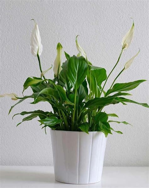 plantas de interior duraderas #decoracionconplantasdeinterior | Plants ...