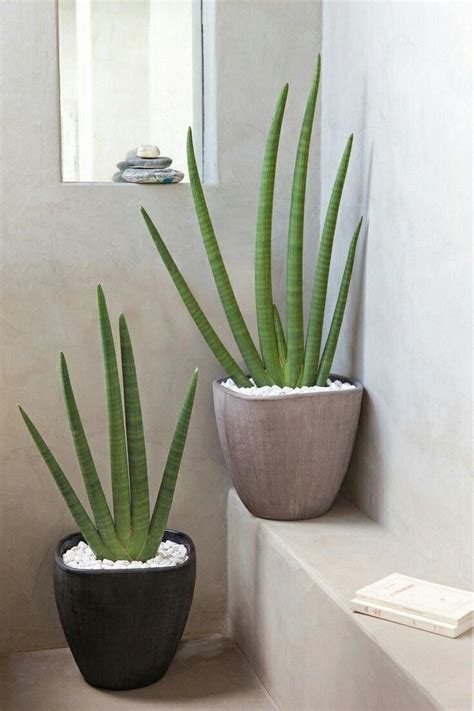 plantas de interior duraderas #decoracionconplantasvintage | Plante ...