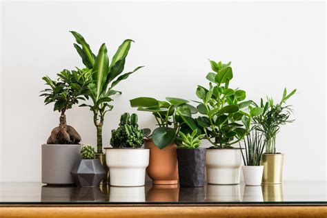 Plantas de interior duraderas y resistentes para decorar tu hogar