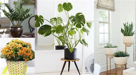 Plantas de interior en decoración; tipos y consejos para casa