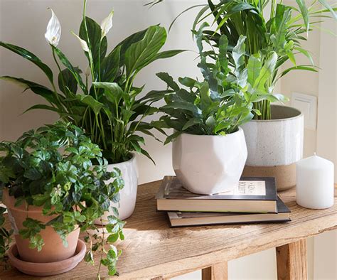 Plantas de interior indispensables en tu hogar