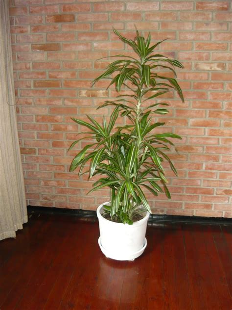 Plantas de Interior: Macetas Grandes