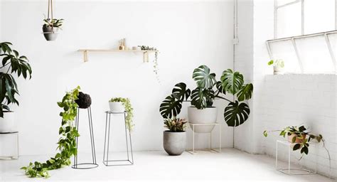 Plantas de interior para decorar tu casa con vegetación ...