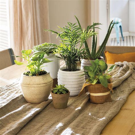 plantas de interior para tu hogar #decoracionconplantasacuaticas ...