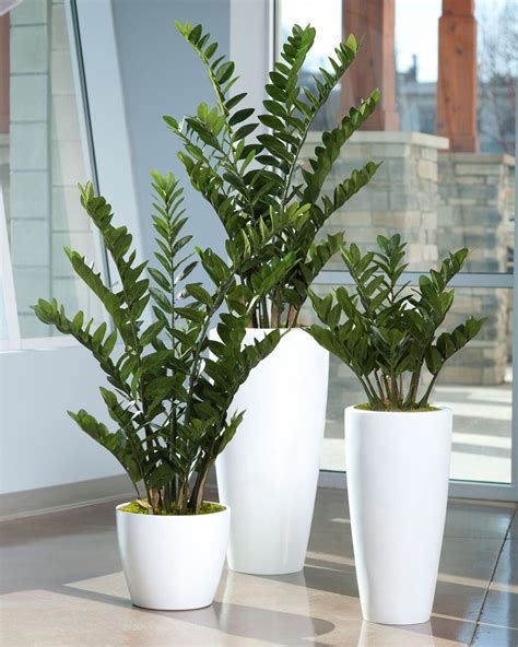 plantas de interior para tu hogar #decoracionconplantaslivingrooms ...