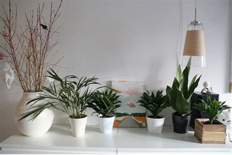 Plantas de interior que requieren poca luz   Cielaria