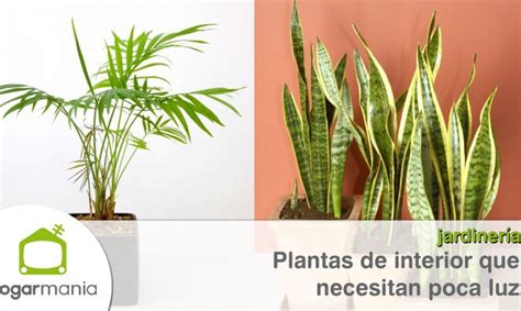 Plantas de interior que resisten con poca luz