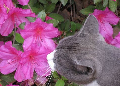 Plantas de interior seguras para los gatos   mascotaking