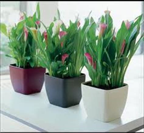 Plantas de Interior | Tipos, cuidados y fotos sobre plantas de ...