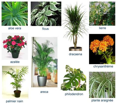 Plantas de interior   Tipos, Dicas e Fotos