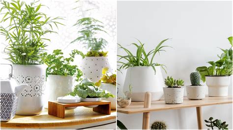 Plantas de interiores para casa que llenarán tu ambiente vida y color