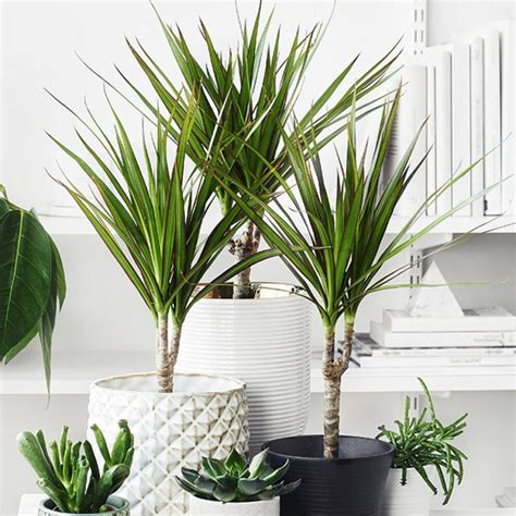 Plantas de interiores para casa que llenarán tu ambiente vida y color