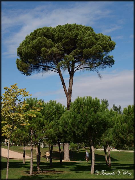 Plantas de La Rioja: Pinus pinea   pino piñonero