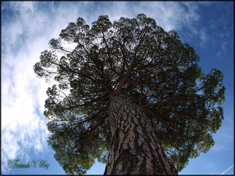 Plantas de La Rioja: Pinus pinea   pino piñonero
