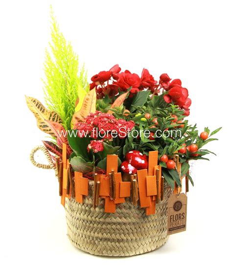 Plantas de Navidad a domicilio Lunes a Domingo   Flors per ...