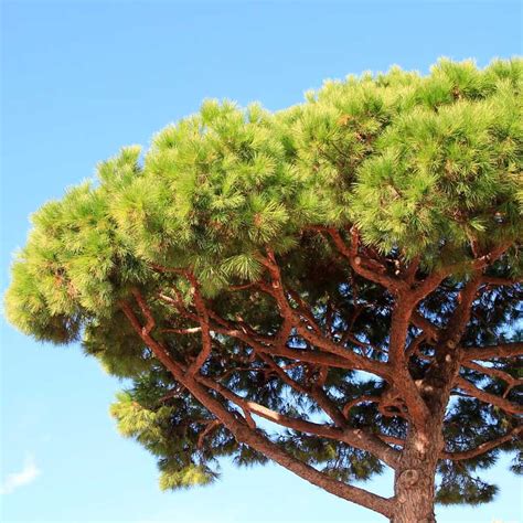 Plantas de pino piñonero  Pinus pinea  árbol ornamental ...