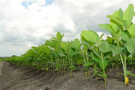 Plantas de soja | Agricultura, Peninsula de yucatan ...