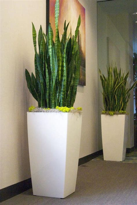 plantas de sombra para decorar interiores # ...