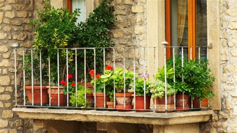 Plantas de temporada otoño invierno para terraza y balcón   Jardinatis