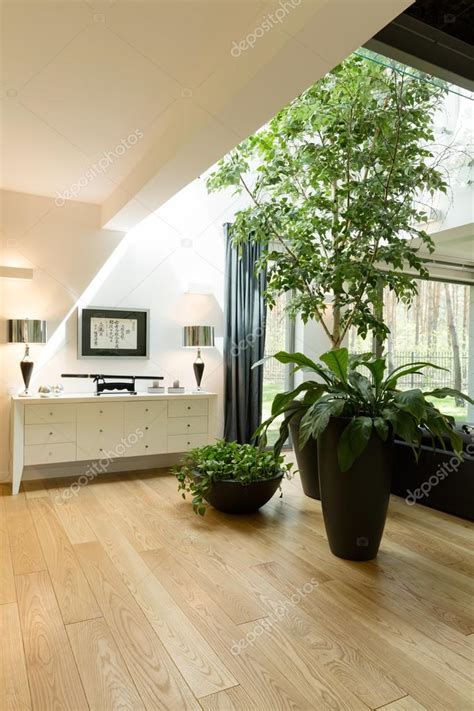 Plantas decorativas en nueva sala de estar — Foto de stock ...