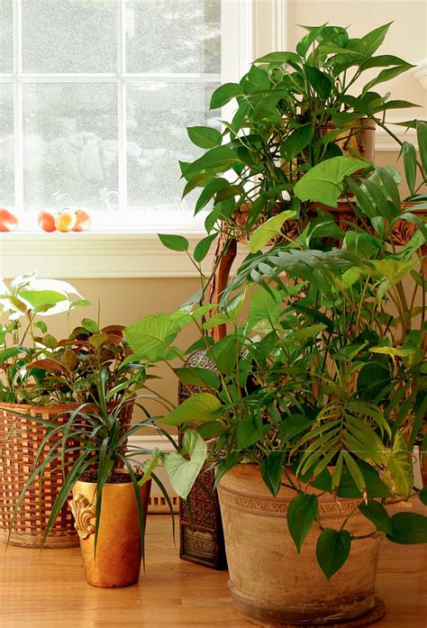 Plantas dentro de casa: que espécies usar? | CASA.COM.BR
