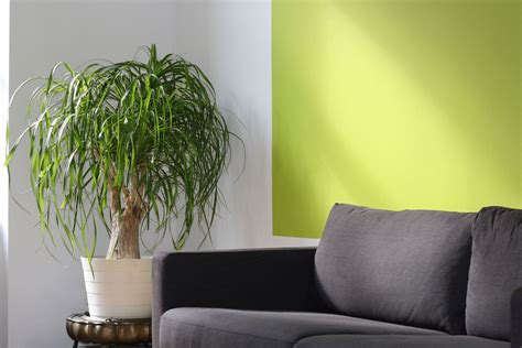 Plantas Feng Shui com Vanda Boavida   Urban Jungle