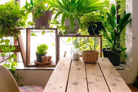 Plantas Feng Shui y su importancia en el diseño interior