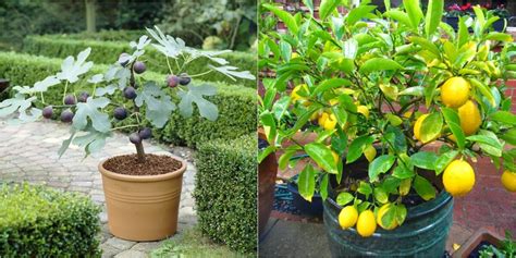 Plantas frutales que puedes cultivar en maceta