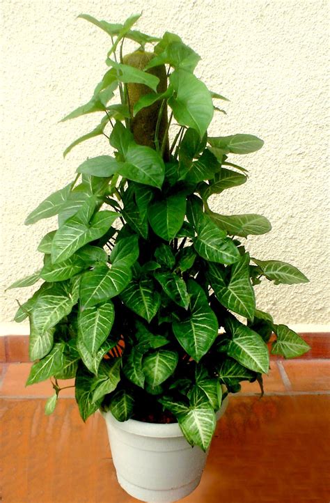 Plantas ideais para ambientes internos | Plantio de ...