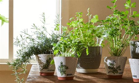 Plantas: las mejores hierbas aromáticas para cultivar en ...