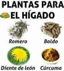 Plantas medicinales coleréticas y colagogas   EcuRed