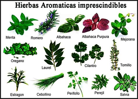 Plantas Medicinales Con Sus Nombres Y Usos   Get Images