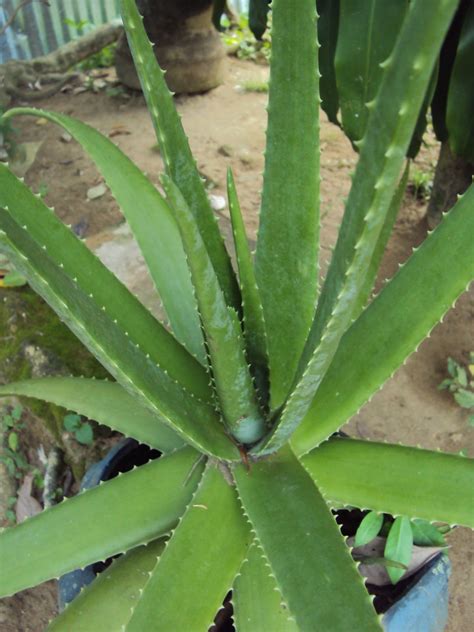 Plantas medicinales del Resguardo Indigena Zenú: SABILA
