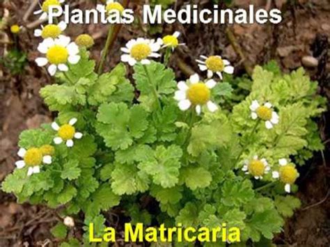 Plantas Medicinales   La Matricaria   YouTube