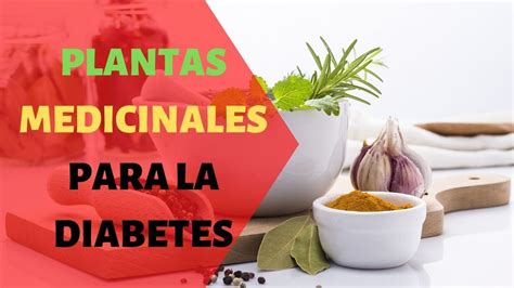 PLANTAS MEDICINALES PARA CURAR LA DIABETES TIPO 1 TIPO 2 ...