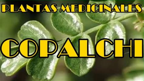 Plantas Medicinales Para La Diabetes, Copalchi, Beneficios ...