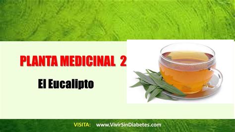 Plantas Medicinales Para La Diabetes | Hierbas Para La ...