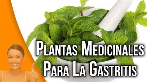PLANTAS MEDICINALES PARA LA GASTRITIS | PLANTAS PARA LA GASTRITIS   YouTube