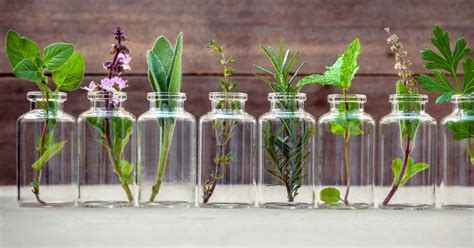 Plantas medicinales que puedes sembrar en macetas en casa | La Verdad ...