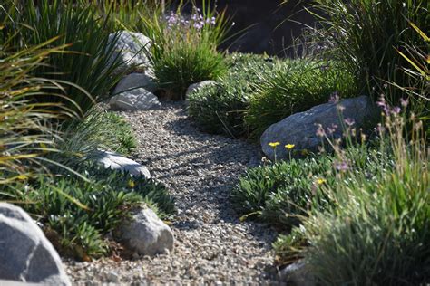 Plantas MEDITERRÁNEAS para jardín   selección para xerojardinería