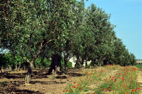 Plantas MEDITERRÁNEAS para jardín   selección para xerojardinería