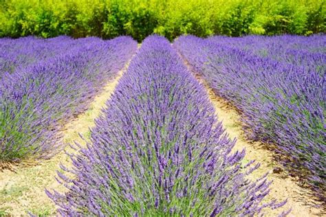 Plantas MEDITERRÁNEAS para jardín   selección para xerojardinería